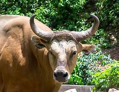 Banteng Merah Foto Banteng Merah